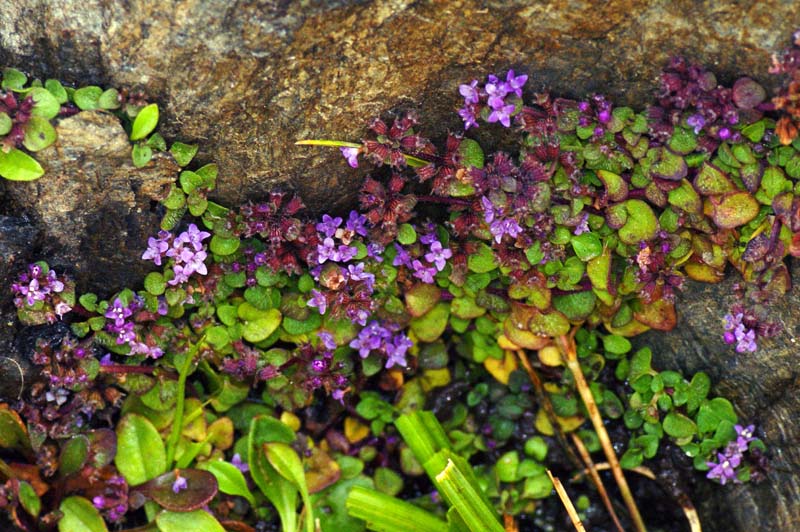 Mentha requienii